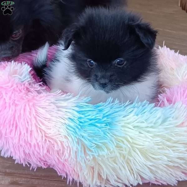 Cookies n Cream, Pomeranian Puppy